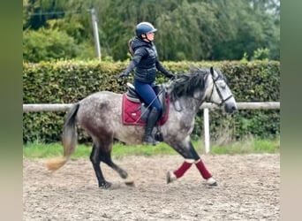 Weitere Ponys/Kleinpferde, Wallach, 5 Jahre, 150 cm, Apfelschimmel