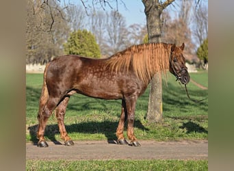 Weitere Ponys/Kleinpferde, Wallach, 5 Jahre, 150 cm, Brauner