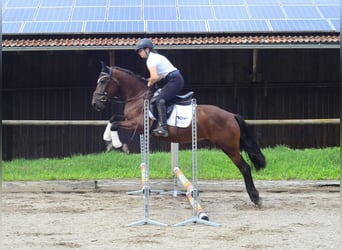 Weitere Ponys/Kleinpferde, Wallach, 5 Jahre, 150 cm, Brauner