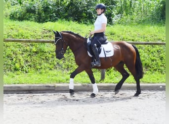 Weitere Ponys/Kleinpferde, Wallach, 5 Jahre, 150 cm, Brauner