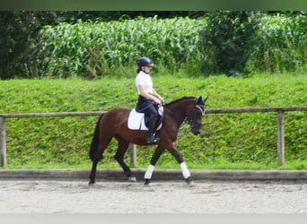 Weitere Ponys/Kleinpferde, Wallach, 5 Jahre, 150 cm, Brauner