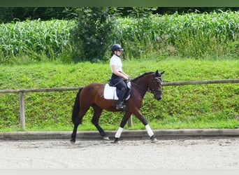 Weitere Ponys/Kleinpferde, Wallach, 5 Jahre, 150 cm, Brauner