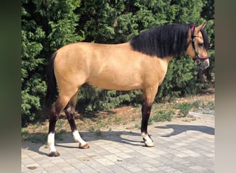 Weitere Ponys/Kleinpferde, Wallach, 5 Jahre, 150 cm, Palomino