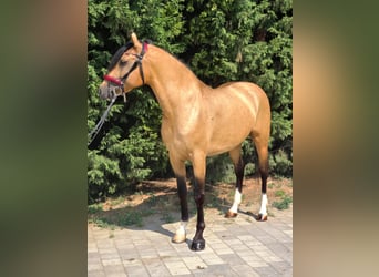 Weitere Ponys/Kleinpferde, Wallach, 5 Jahre, 150 cm, Palomino