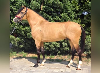 Weitere Ponys/Kleinpferde, Wallach, 5 Jahre, 150 cm, Palomino