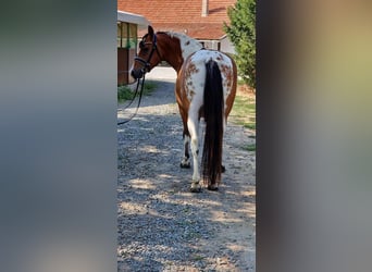 Weitere Ponys/Kleinpferde, Wallach, 5 Jahre, 150 cm, Schecke