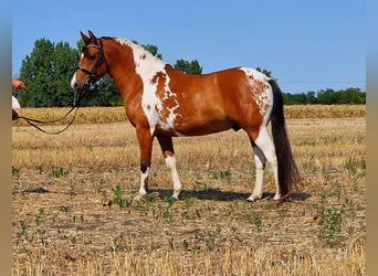 Weitere Ponys/Kleinpferde, Wallach, 5 Jahre, 150 cm, Schecke