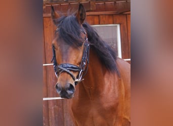 Weitere Ponys/Kleinpferde, Wallach, 5 Jahre, 152 cm, Brauner