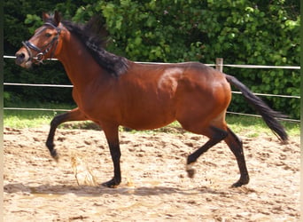 Weitere Ponys/Kleinpferde, Wallach, 5 Jahre, 152 cm, Brauner