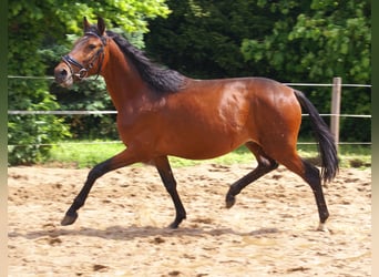 Weitere Ponys/Kleinpferde, Wallach, 5 Jahre, 152 cm, Brauner
