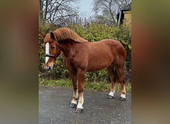 Weitere Ponys/Kleinpferde, Wallach, 5 Jahre, 152 cm, Brauner