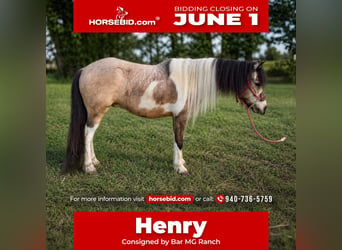 Weitere Ponys/Kleinpferde, Wallach, 5 Jahre, 152 cm, Schecke