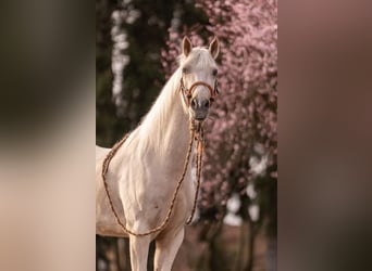 Weitere Ponys/Kleinpferde Mix, Wallach, 5 Jahre, 153 cm, Palomino