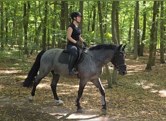 Weitere Ponys/Kleinpferde, Wallach, 5 Jahre, 153 cm, Rappschimmel