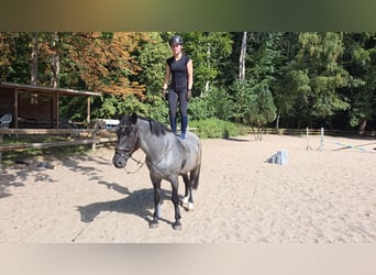 Weitere Ponys/Kleinpferde, Wallach, 5 Jahre, 153 cm, Rappschimmel