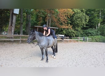 Weitere Ponys/Kleinpferde, Wallach, 5 Jahre, 153 cm, Rappschimmel