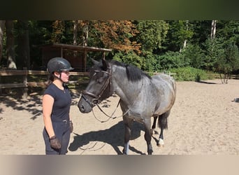 Weitere Ponys/Kleinpferde, Wallach, 5 Jahre, 153 cm, Rappschimmel