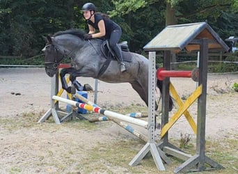 Weitere Ponys/Kleinpferde, Wallach, 5 Jahre, 153 cm, Rappschimmel