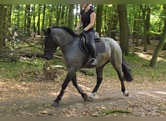 Weitere Ponys/Kleinpferde, Wallach, 5 Jahre, 153 cm, Rappschimmel