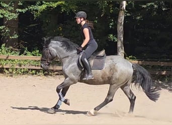 Weitere Ponys/Kleinpferde, Wallach, 5 Jahre, 153 cm, Rappschimmel