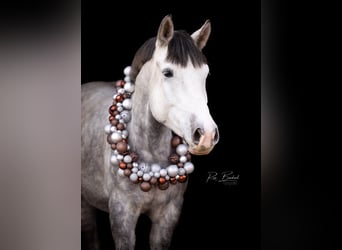 Weitere Ponys/Kleinpferde Mix, Wallach, 5 Jahre, 154 cm, Apfelschimmel