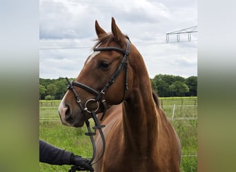 Weitere Ponys/Kleinpferde, Wallach, 5 Jahre, 154 cm, Dunkelfuchs