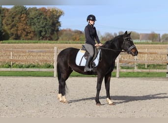 Weitere Ponys/Kleinpferde, Wallach, 5 Jahre, 154 cm, Rappe
