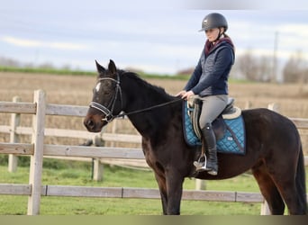 Weitere Ponys/Kleinpferde, Wallach, 5 Jahre, 154 cm, Rappe