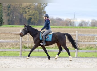 Weitere Ponys/Kleinpferde, Wallach, 5 Jahre, 154 cm, Rappe