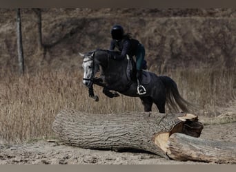 Weitere Ponys/Kleinpferde, Wallach, 5 Jahre, 154 cm