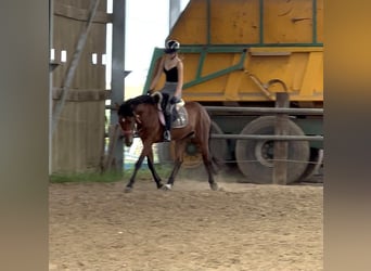 Weitere Ponys/Kleinpferde, Wallach, 5 Jahre, 155 cm, Brauner