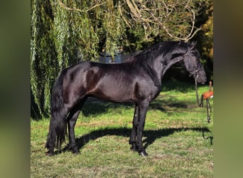Weitere Ponys/Kleinpferde, Wallach, 5 Jahre, 155 cm, Rappe