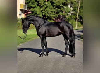 Weitere Ponys/Kleinpferde, Wallach, 5 Jahre, 155 cm, Rappe