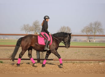 Weitere Ponys/Kleinpferde Mix, Wallach, 5 Jahre, 155 cm, Rappe