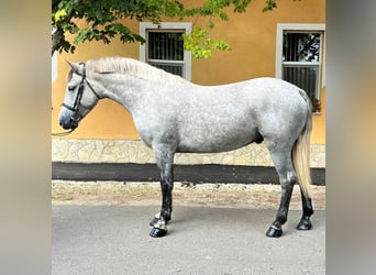 Weitere Ponys/Kleinpferde, Wallach, 5 Jahre, 155 cm, Schimmel
