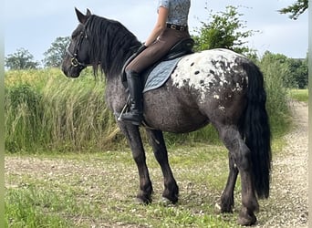 Weitere Ponys/Kleinpferde, Wallach, 5 Jahre, 159 cm, Tigerschecke