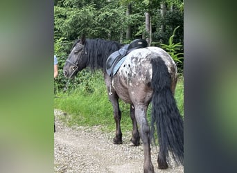 Weitere Ponys/Kleinpferde, Wallach, 5 Jahre, 159 cm, Tigerschecke