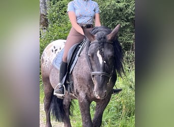 Weitere Ponys/Kleinpferde, Wallach, 5 Jahre, 159 cm, Tigerschecke