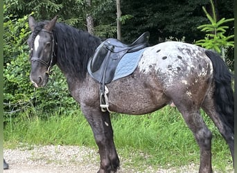 Weitere Ponys/Kleinpferde, Wallach, 5 Jahre, 159 cm, Tigerschecke
