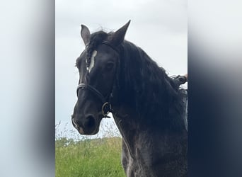 Weitere Ponys/Kleinpferde, Wallach, 5 Jahre, 159 cm, Tigerschecke