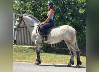 Weitere Ponys/Kleinpferde, Wallach, 5 Jahre, 165 cm, Schimmel