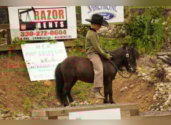 Weitere Ponys/Kleinpferde, Wallach, 5 Jahre, 81 cm, Rappe