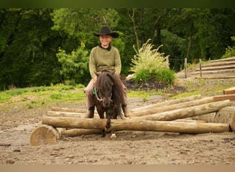 Weitere Ponys/Kleinpferde, Wallach, 5 Jahre, 81 cm, Rappe