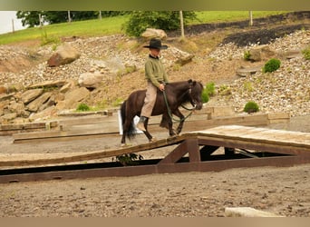 Weitere Ponys/Kleinpferde, Wallach, 5 Jahre, 81 cm, Rappe