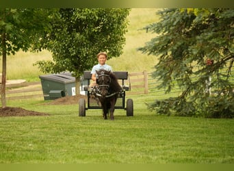 Weitere Ponys/Kleinpferde, Wallach, 5 Jahre, 81 cm, Rappe