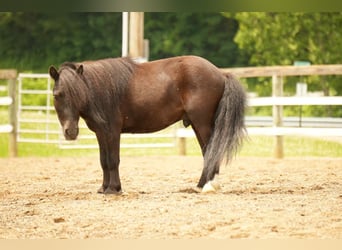 Weitere Ponys/Kleinpferde, Wallach, 5 Jahre, 81 cm, Rappe