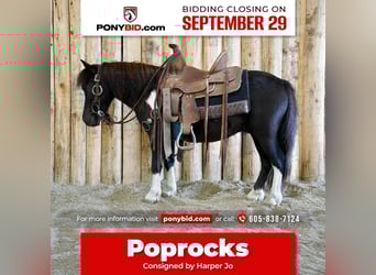 Weitere Ponys/Kleinpferde, Wallach, 5 Jahre, 81 cm, Schecke