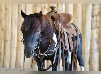 Weitere Ponys/Kleinpferde, Wallach, 5 Jahre, 81 cm, Schecke