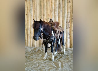 Weitere Ponys/Kleinpferde, Wallach, 5 Jahre, 81 cm, Schecke