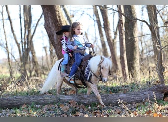 Weitere Ponys/Kleinpferde, Wallach, 5 Jahre, 86 cm, Palomino
